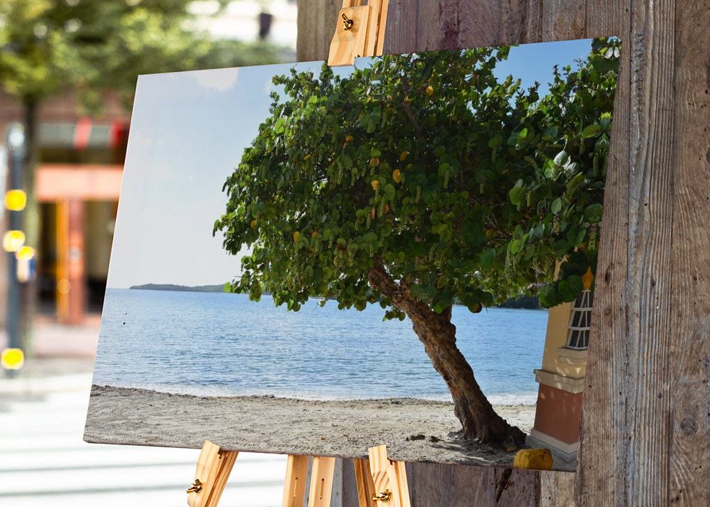 A beautiful tree on the beach 