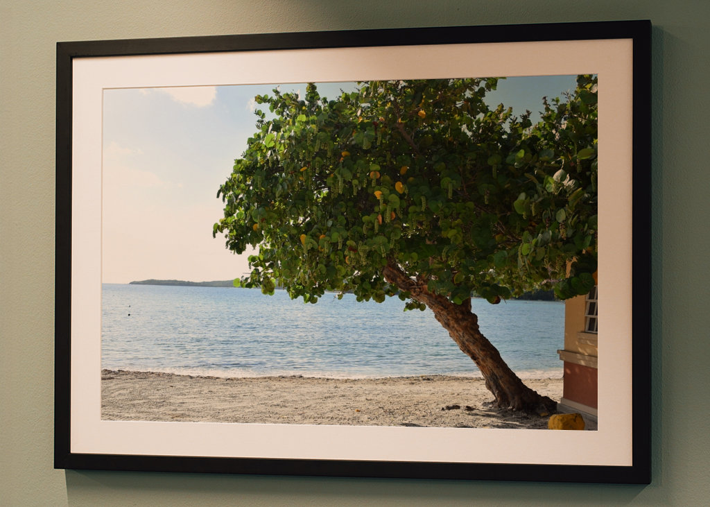 A beautiful tree on the beach 