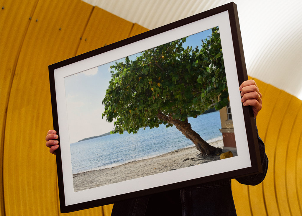 A beautiful tree on the beach 