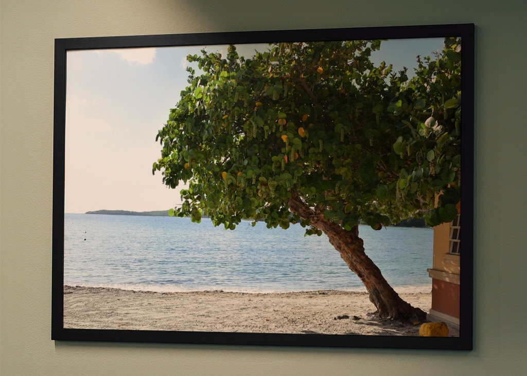 A beautiful tree on the beach 