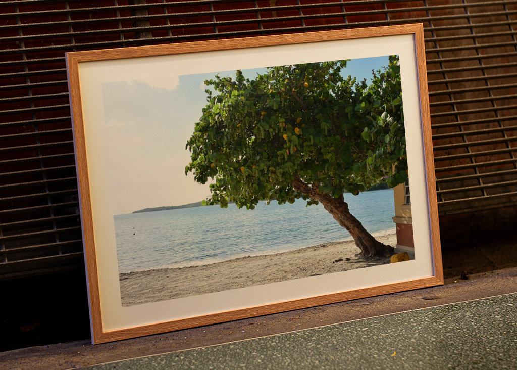 A beautiful tree on the beach 