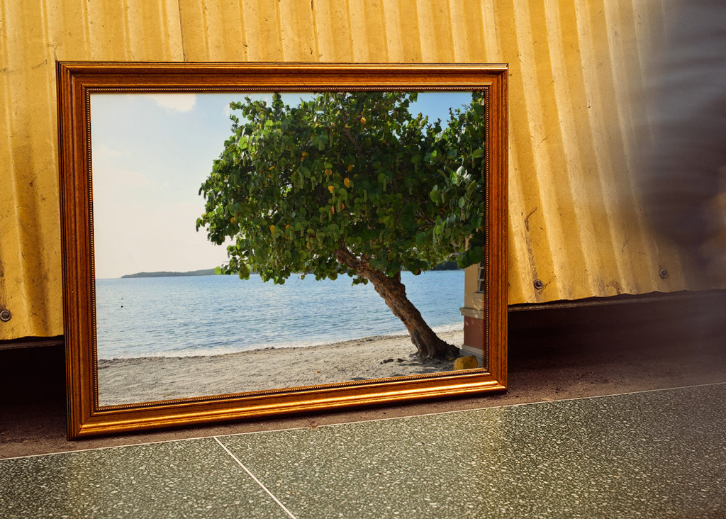 A beautiful tree on the beach 