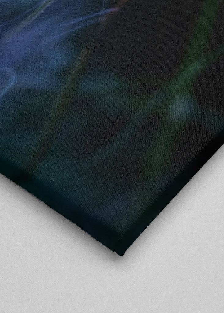 Poppy flower in sunset