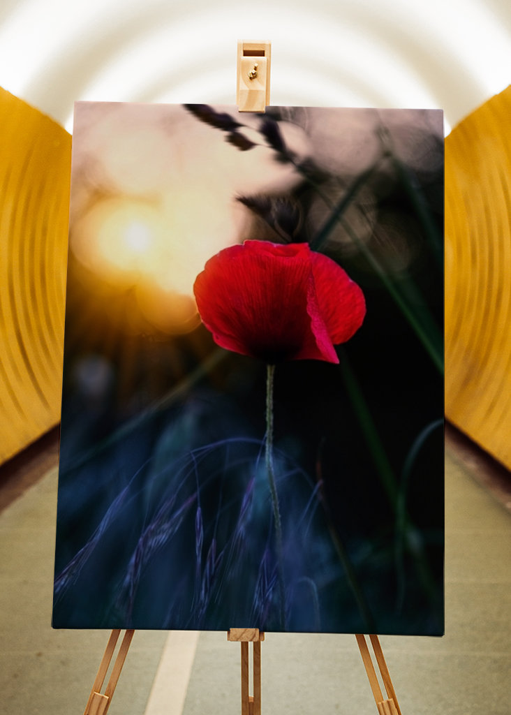 Poppy flower in sunset