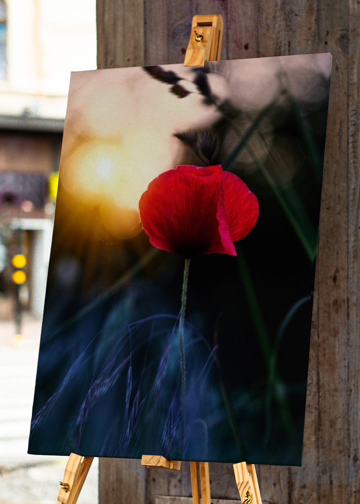Poppy flower in sunset