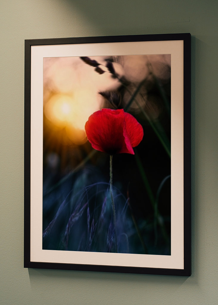 Poppy flower in sunset