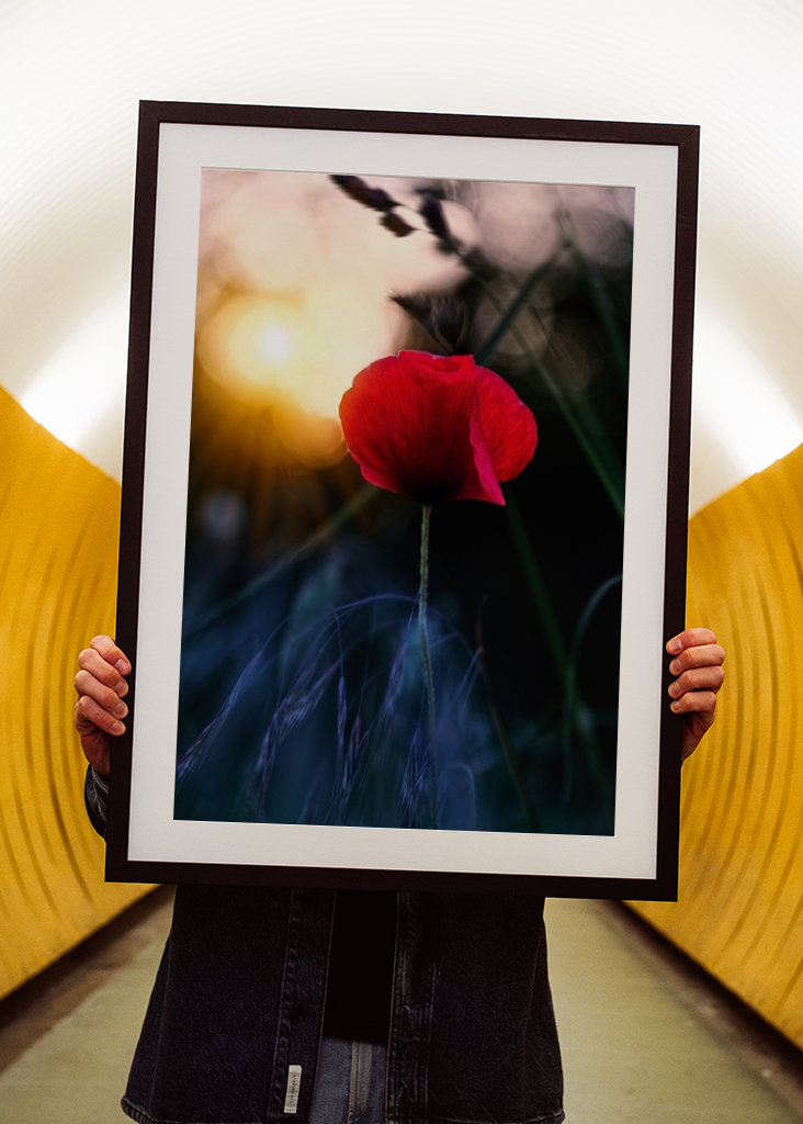 Poppy flower in sunset