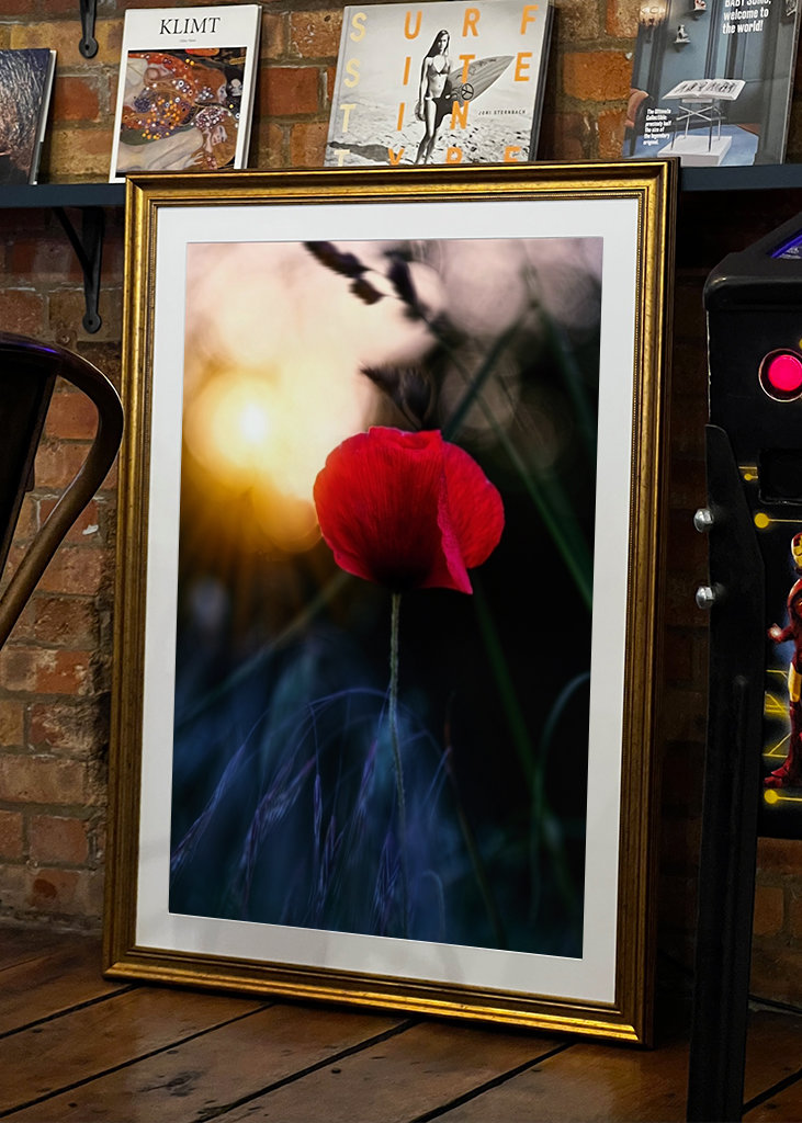 Poppy flower in sunset