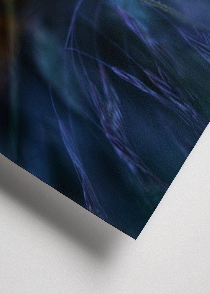 Poppy flower in sunset