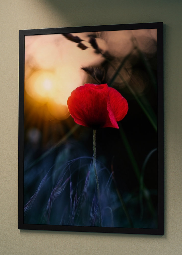 Poppy flower in sunset