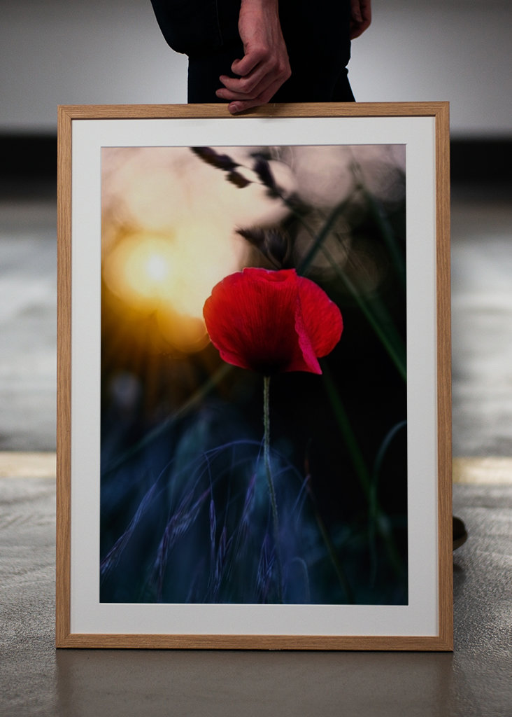 Poppy flower in sunset