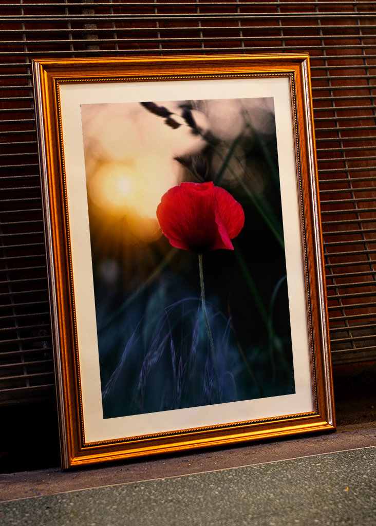 Poppy flower in sunset