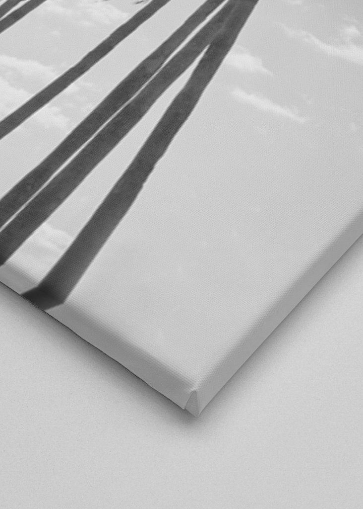 Palmy Černobílé vibrace