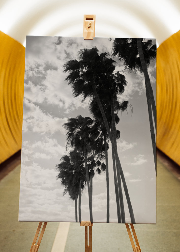 Palmy Černobílé vibrace