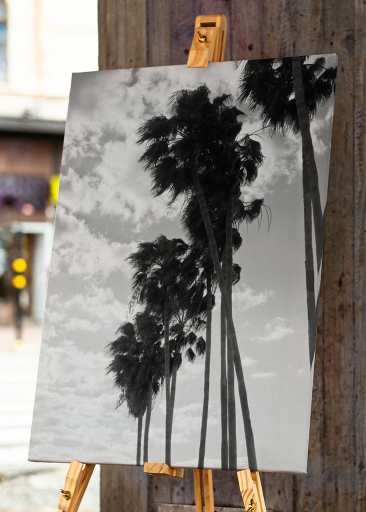 Palmy Černobílé vibrace