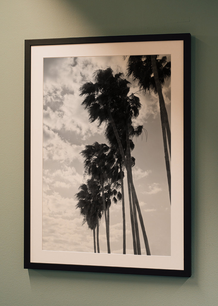 Palmy Černobílé vibrace