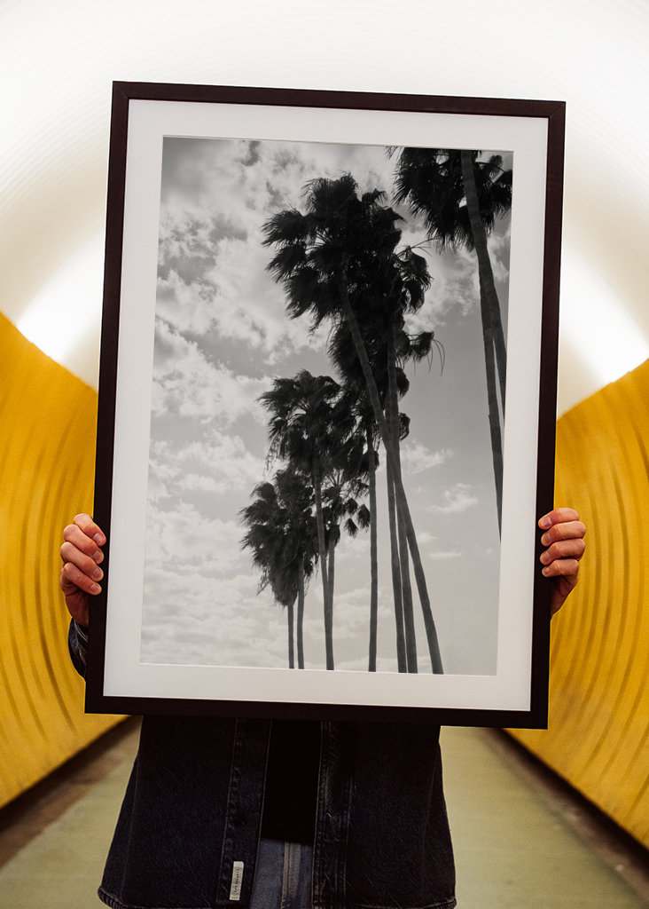 Palmy Černobílé vibrace