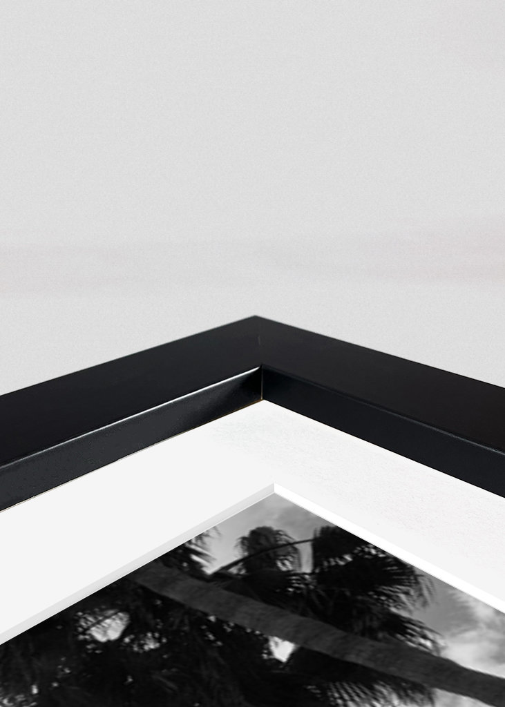 Palmy Černobílé vibrace