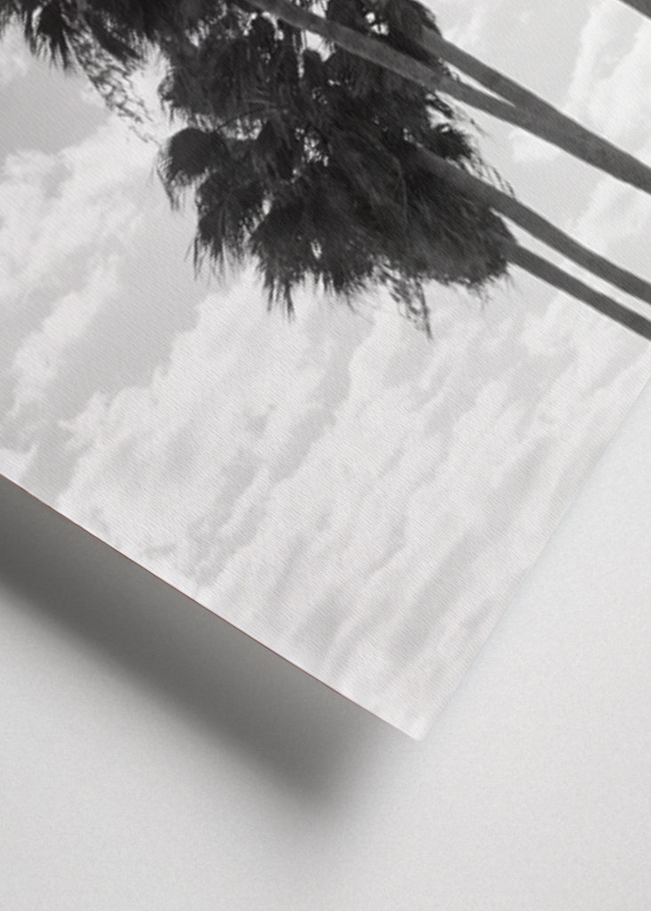 Palmy Černobílé vibrace