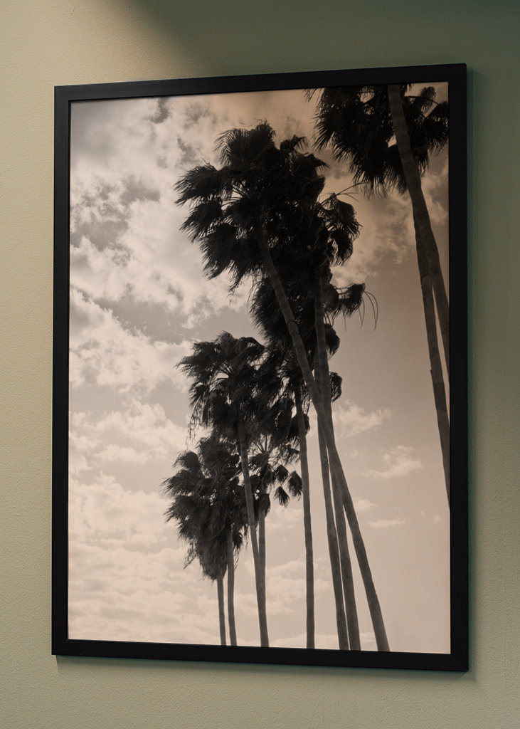 Palmy Černobílé vibrace