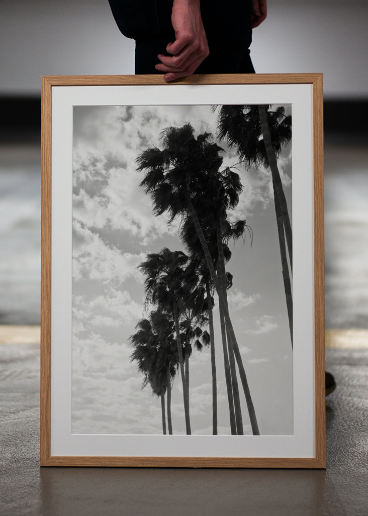 Palmy Černobílé vibrace