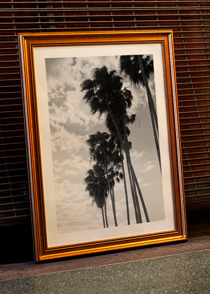 Palmy Černobílé vibrace