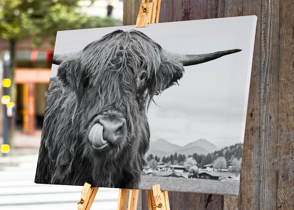Cute Highland Cow Black White