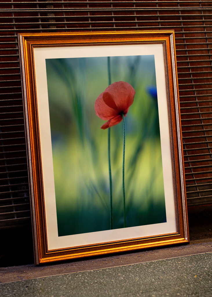A single poppy
