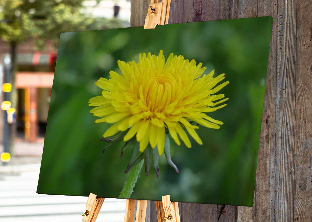 Gelb blühender Löwenzahn