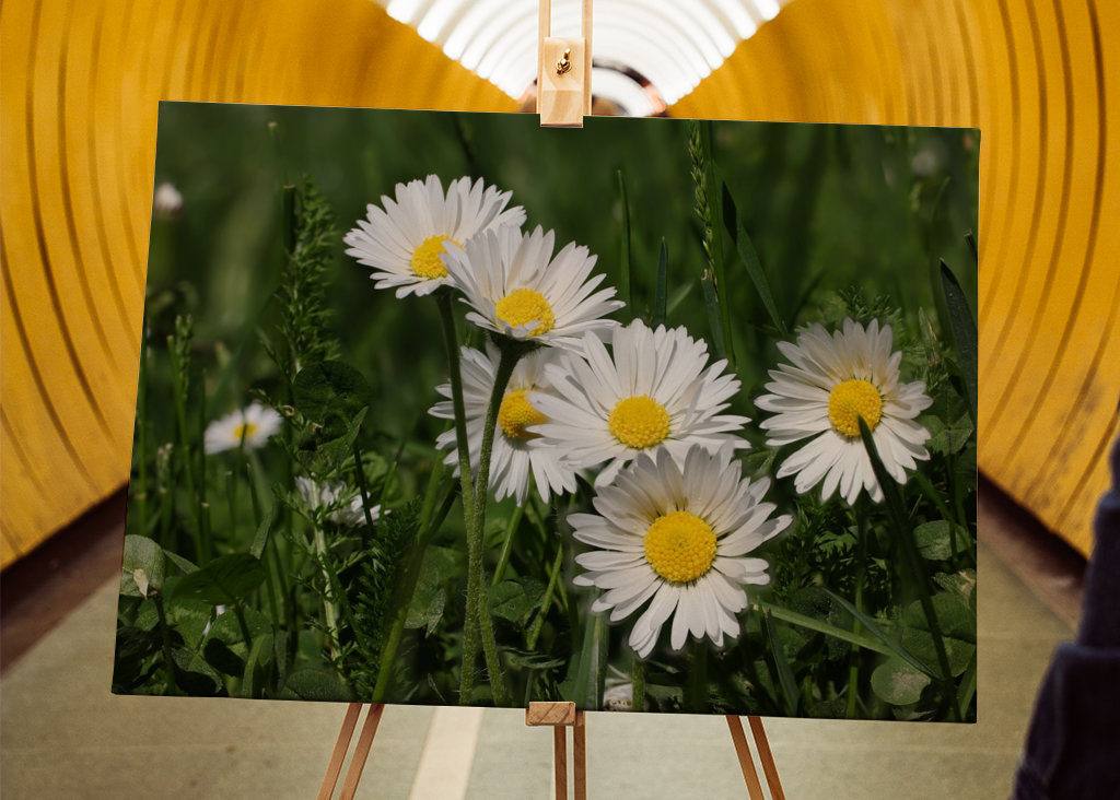 Vilda tusenskönor i gräs