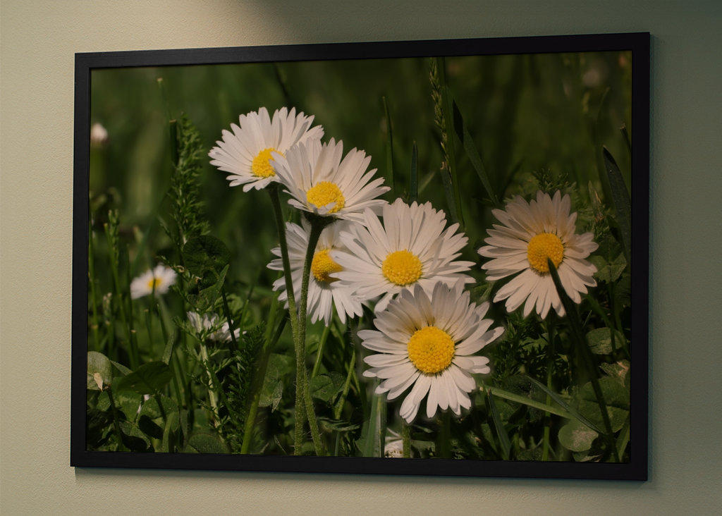 Vilda tusenskönor i gräs