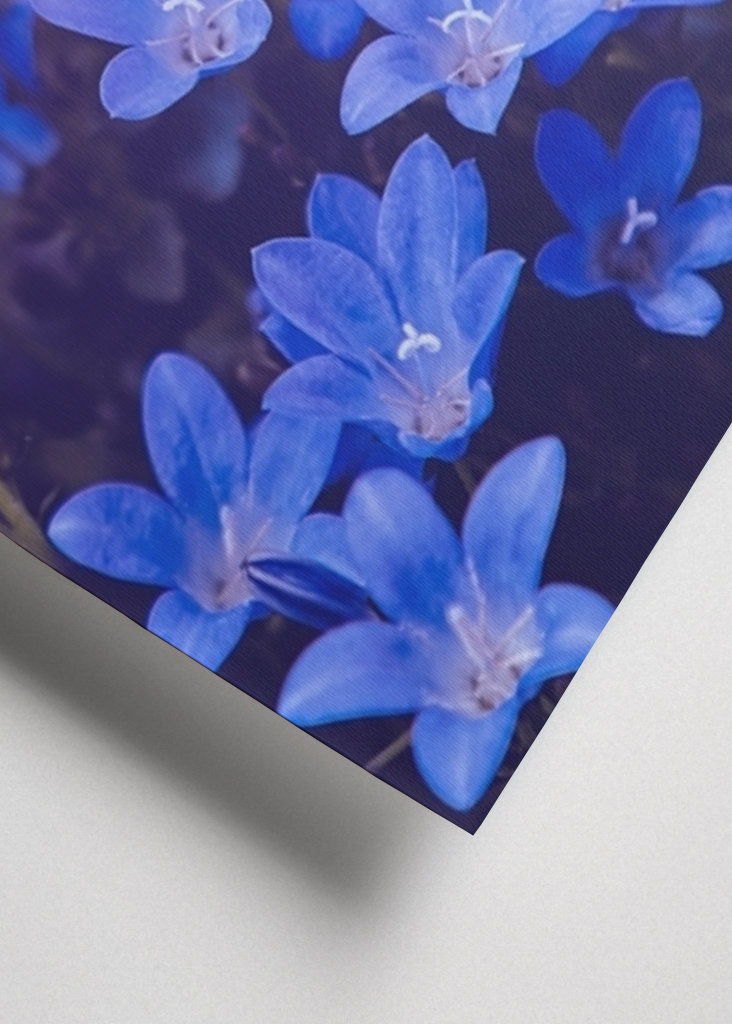 Purple flowering plants