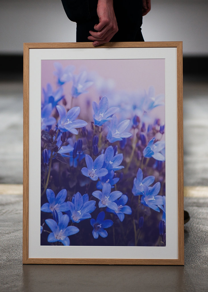 Purple flowering plants