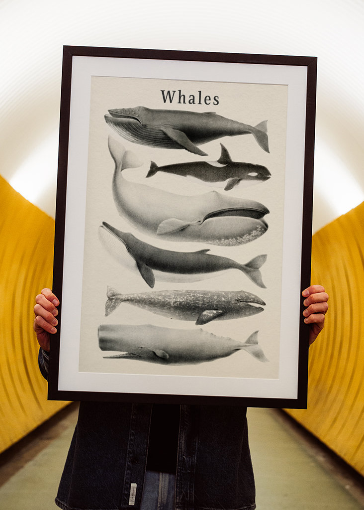 Whales Collection