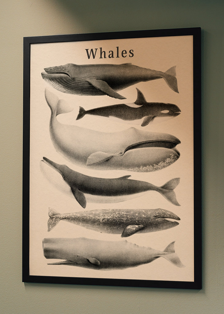 Whales Collection
