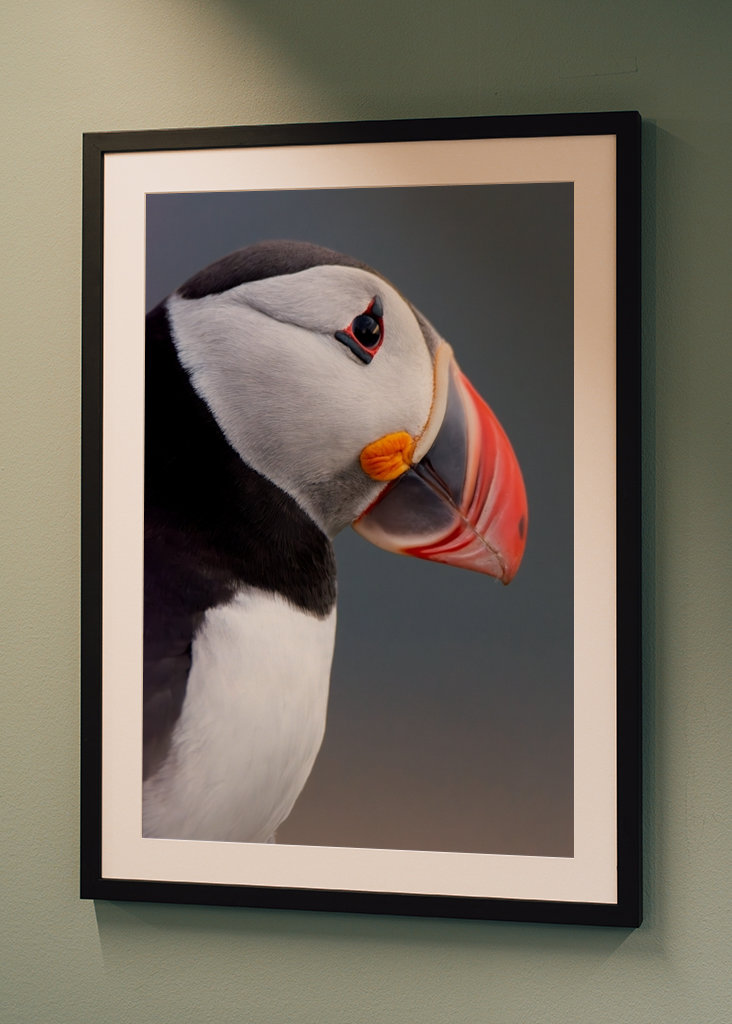 Puffin