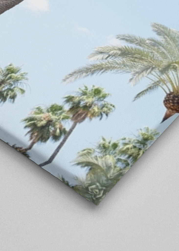 Palm Trees Beauty 1