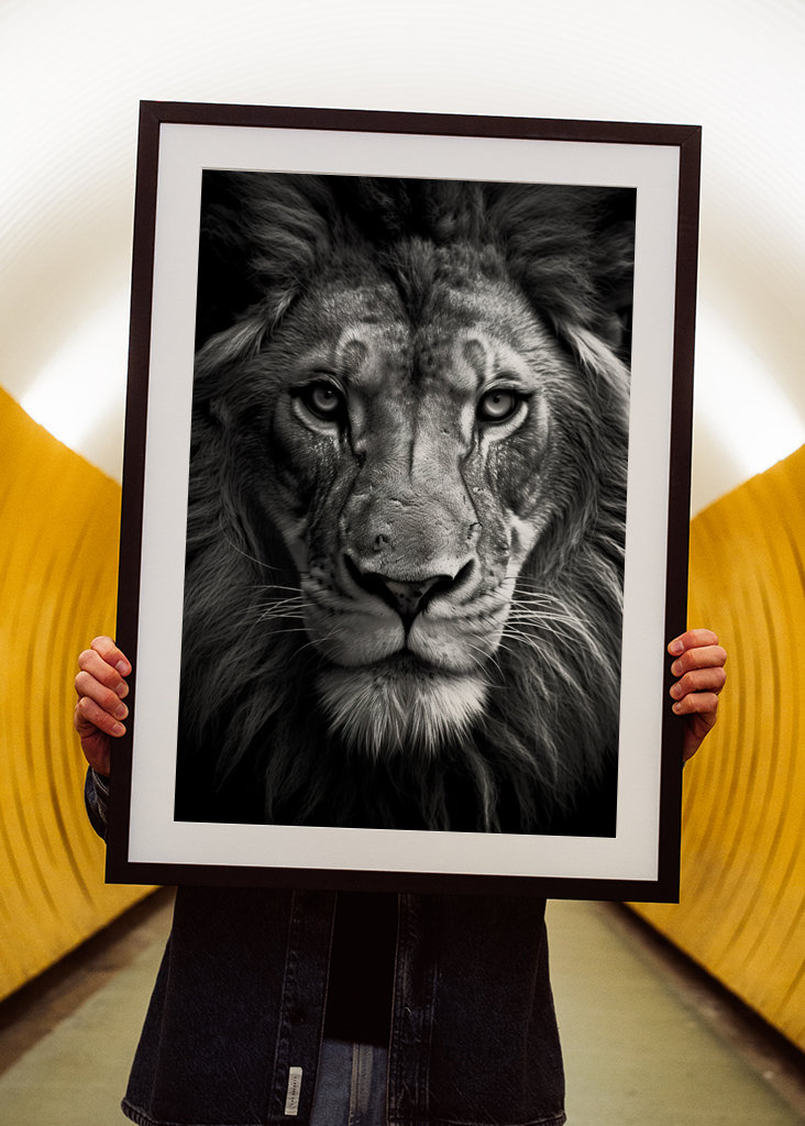 Lion Black & White