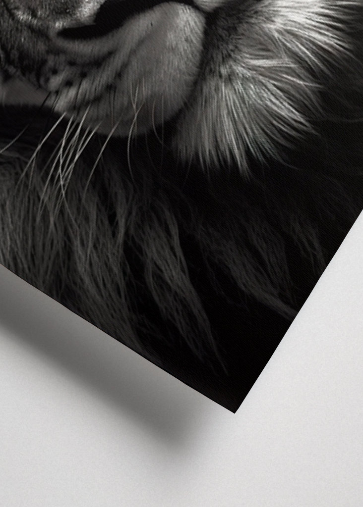 Lion Black & White