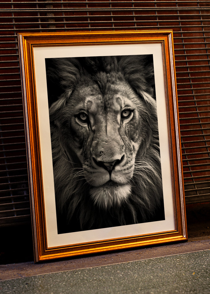 Lion Black & White