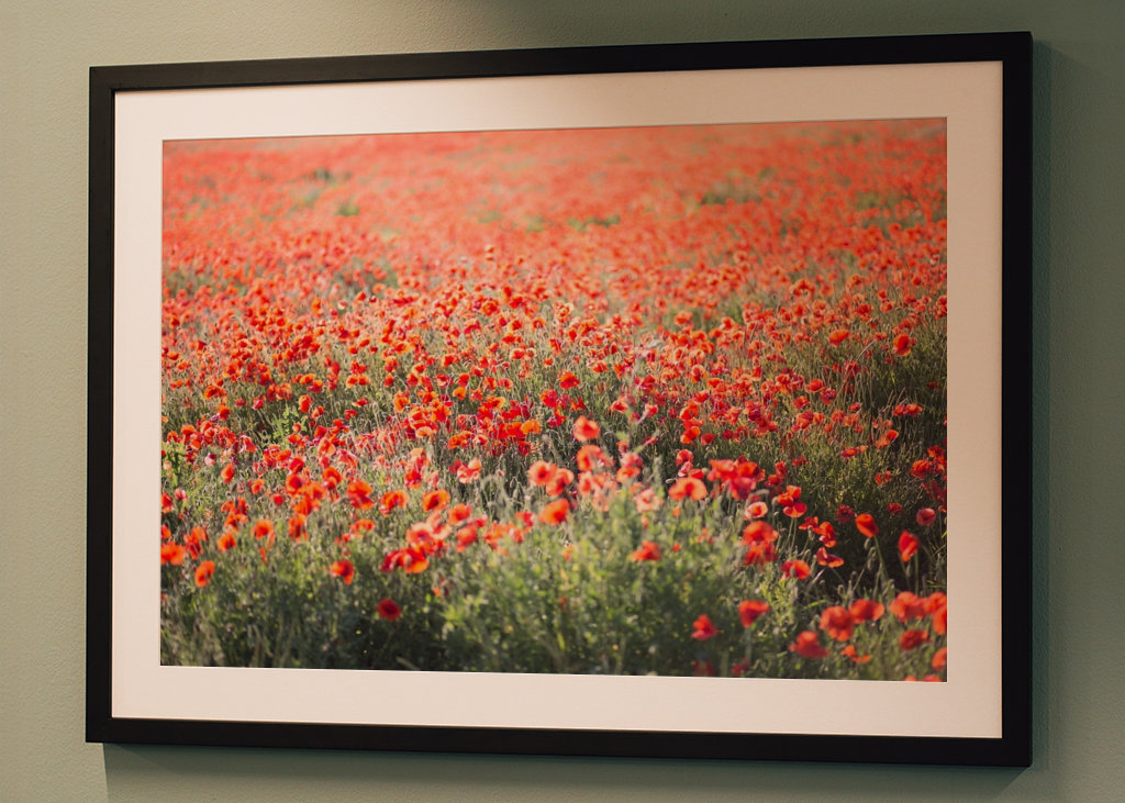 Poppie field