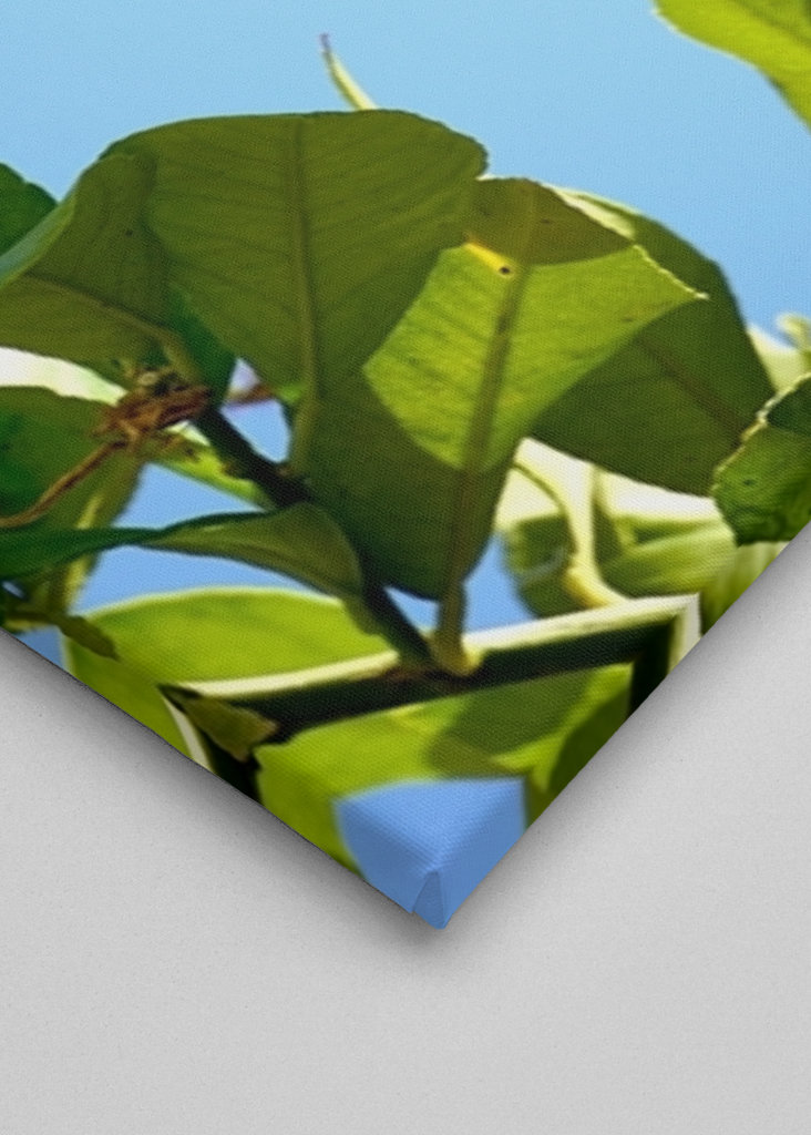 Lemons from the Algarve