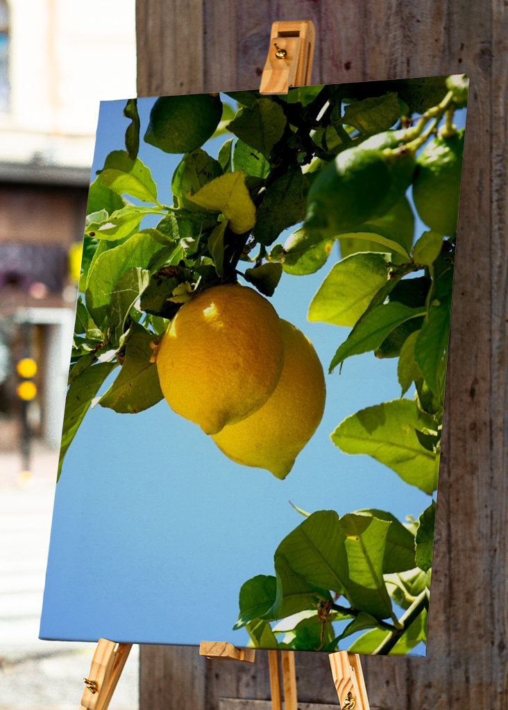 Lemons from the Algarve