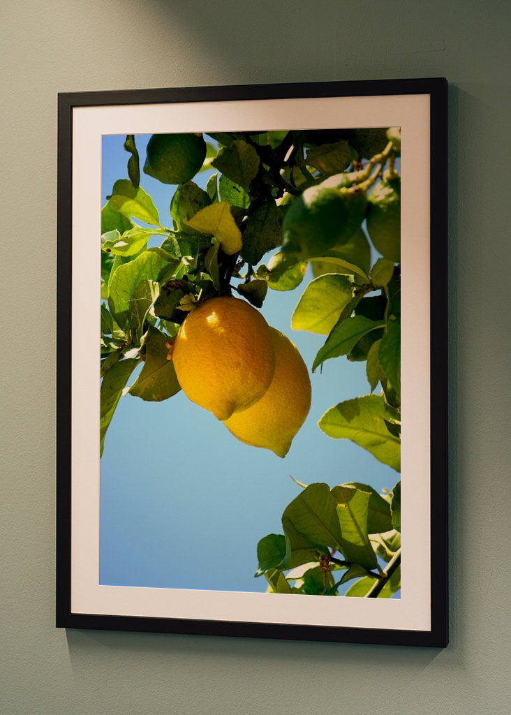 Lemons from the Algarve