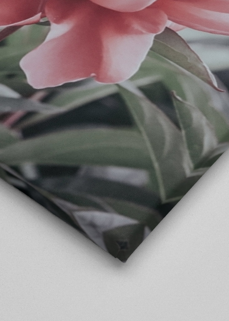 Halvány rózsaszín bazsarózsa