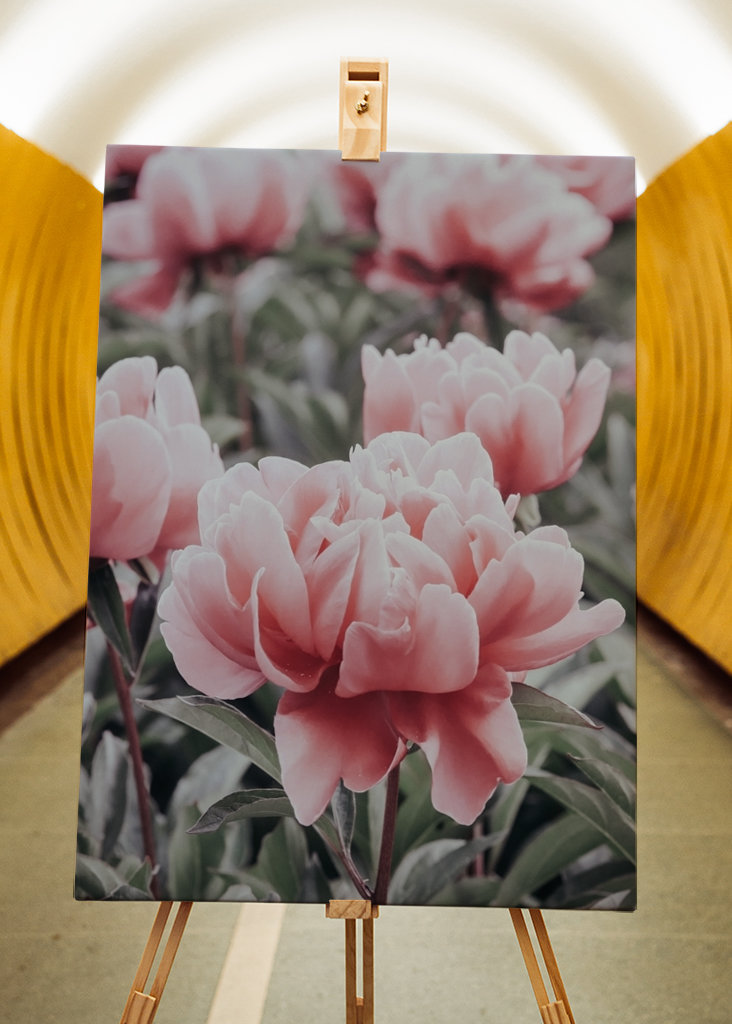 Halvány rózsaszín bazsarózsa