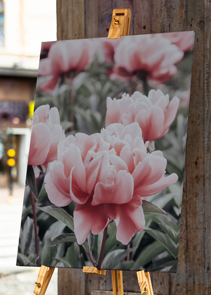 Halvány rózsaszín bazsarózsa