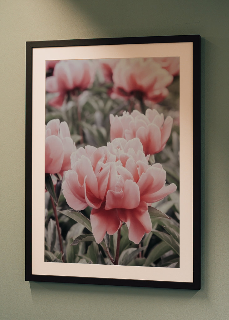 Halvány rózsaszín bazsarózsa