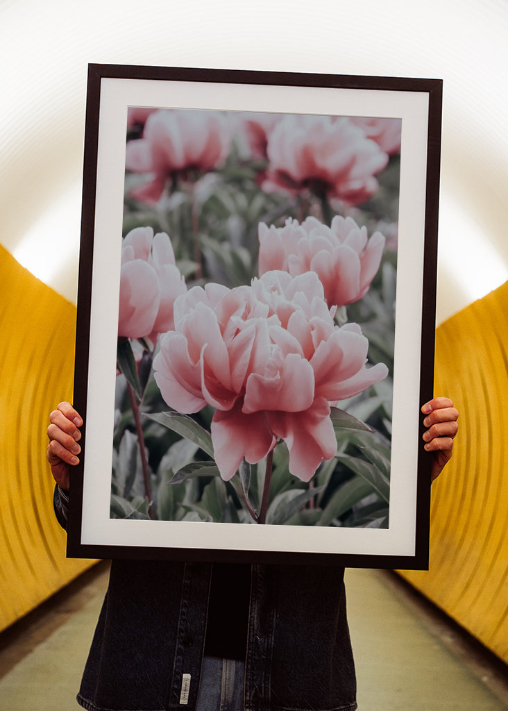 Halvány rózsaszín bazsarózsa