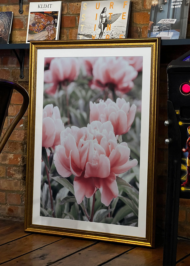 Halvány rózsaszín bazsarózsa